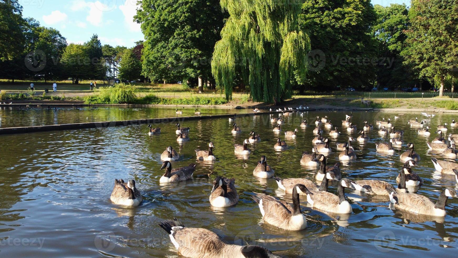 Riprese aeree del drone ad alto angolo di uccelli acquatici del lago oche britanniche e gabbiani si stanno affrettando a mangiare cibo al Wardown Park di Luton, città dell'Inghilterra, Regno Unito foto