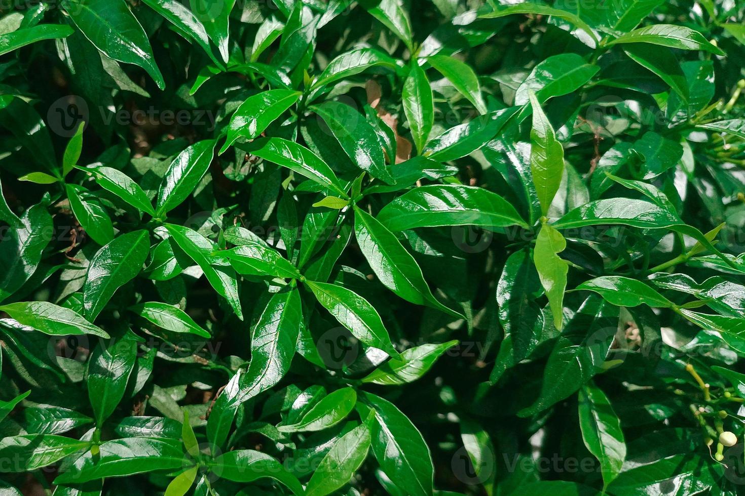 carta da parati verde foglia. sfondo la natura lascia il verde foto