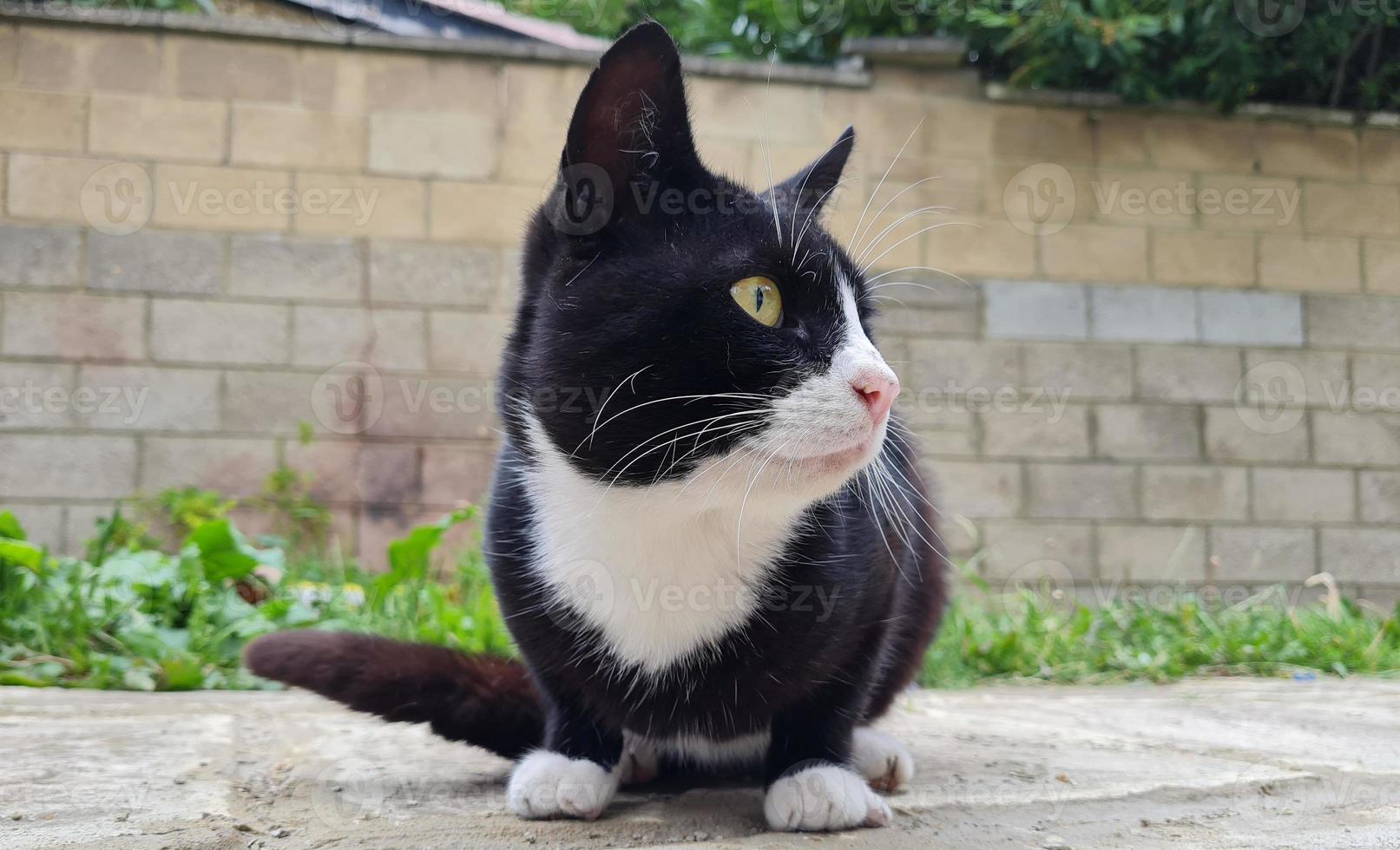 il gattino bello e carino sta posando nel giardino di casa foto