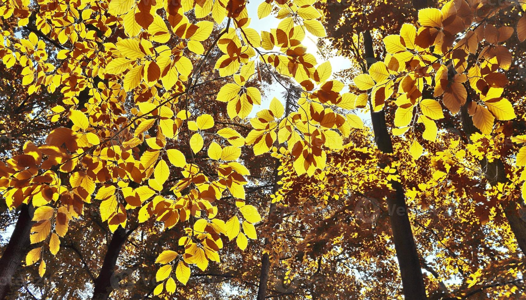 bella vista panoramica su un paesaggio autunnale dorato trovato in europa foto