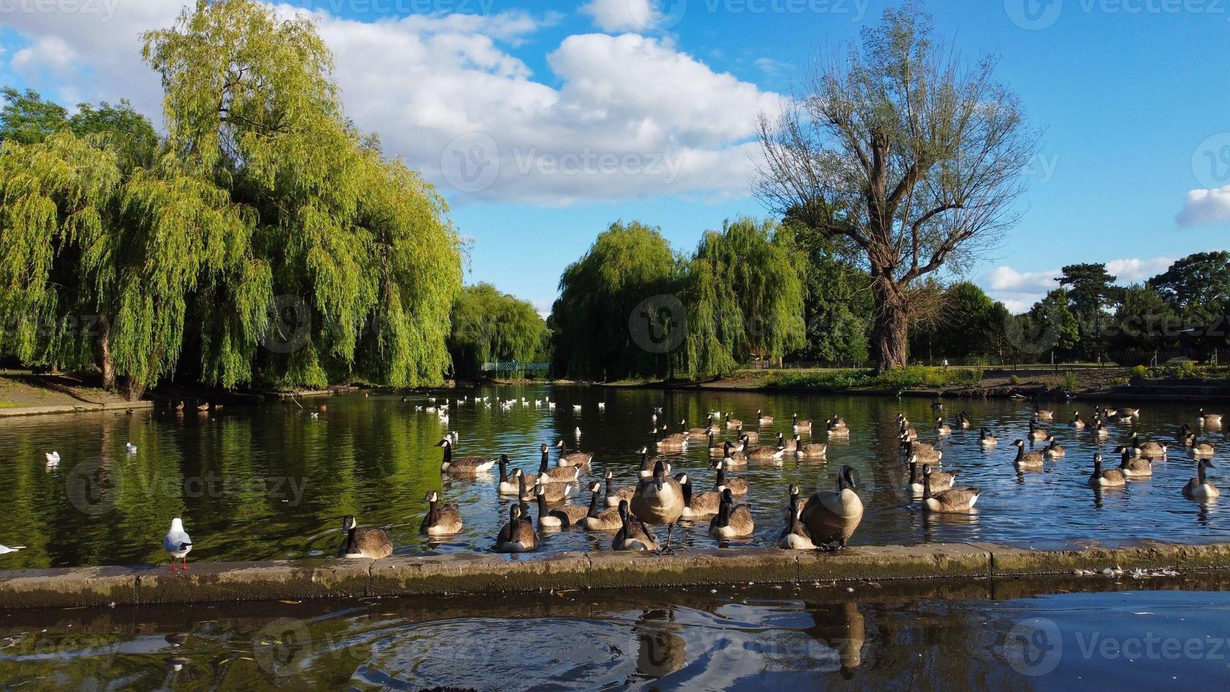 Riprese aeree del drone ad alto angolo di uccelli acquatici del lago oche britanniche e gabbiani si stanno affrettando a mangiare cibo al Wardown Park di Luton, città dell'Inghilterra, Regno Unito foto