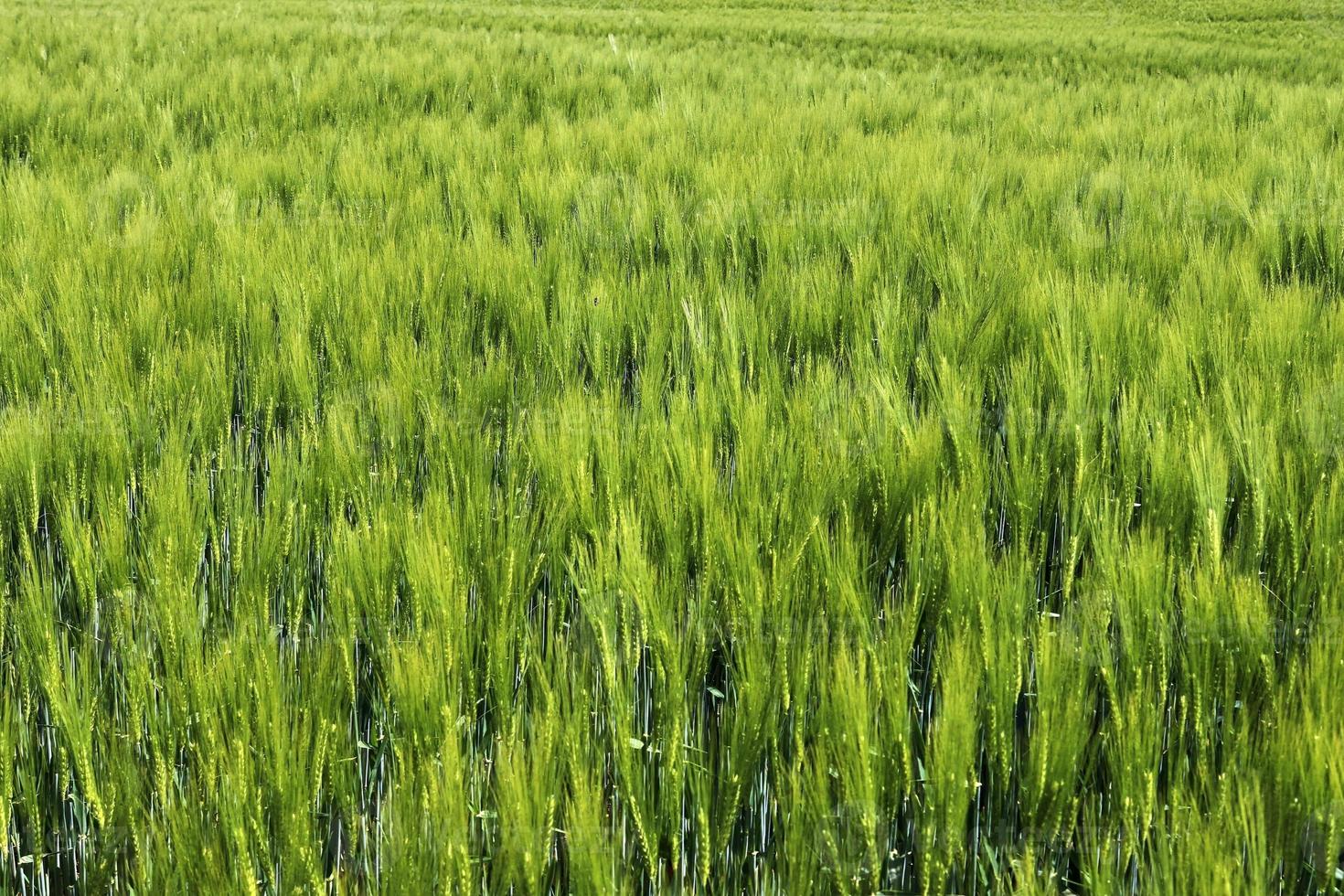 bella e dettagliata vista ravvicinata sulle trame dei campi di grano e colture nell'Europa settentrionale. foto