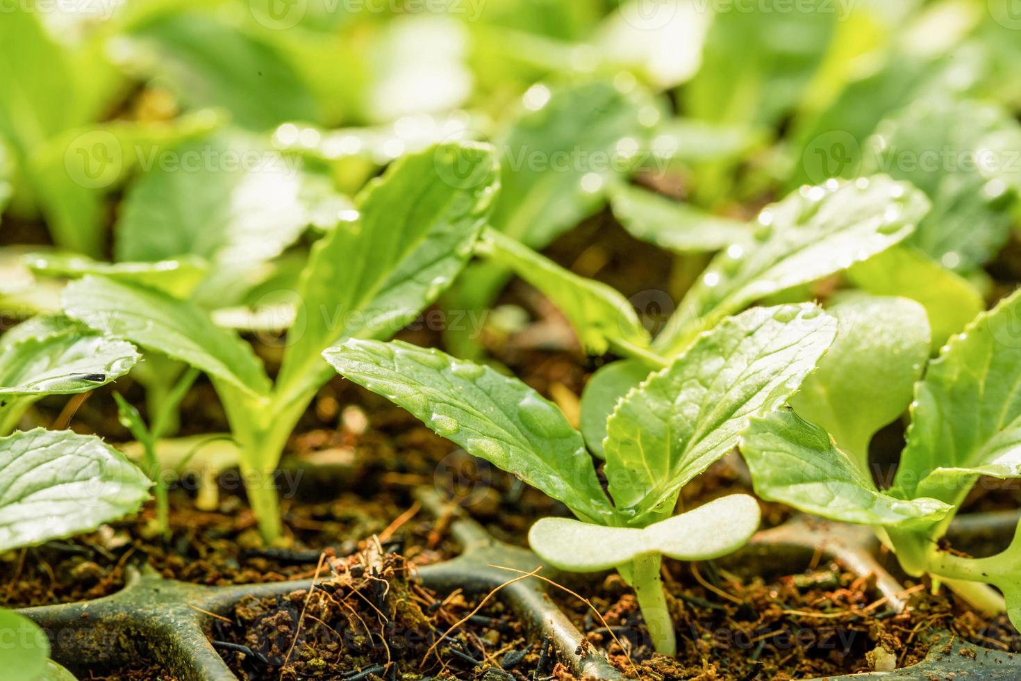 tecnologia del settore agricolo agricolo, giovane verdura verde biologica in vassoio, pianta di piantine che cresce idroponica in serra. concetto per cibo sano, copia spazio con sfondo foto