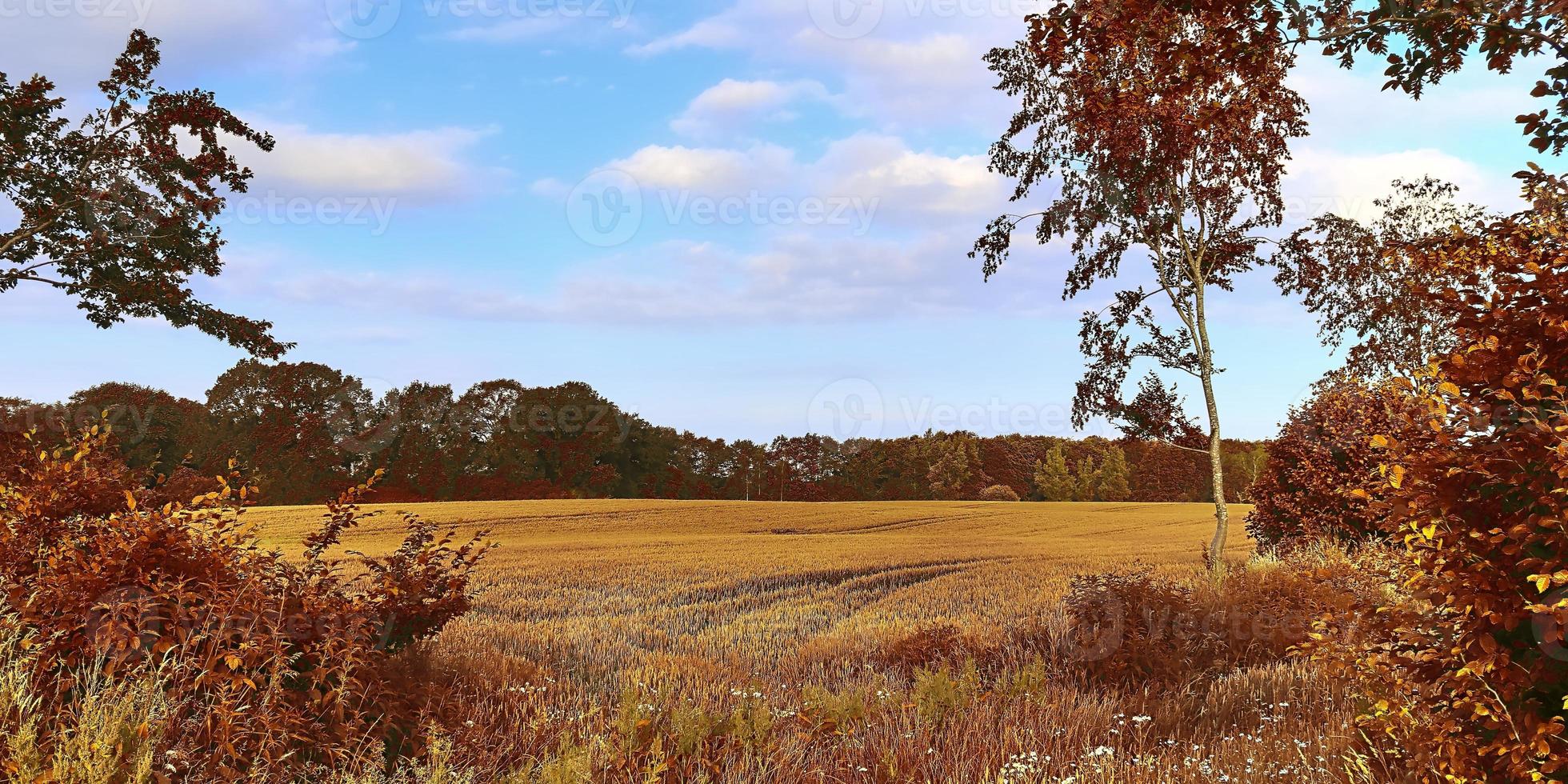 bella vista panoramica su un paesaggio autunnale dorato trovato in europa foto