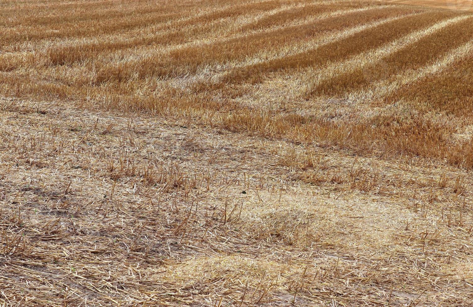 bella e dettagliata vista ravvicinata sulle trame dei campi di grano e colture nell'Europa settentrionale. foto