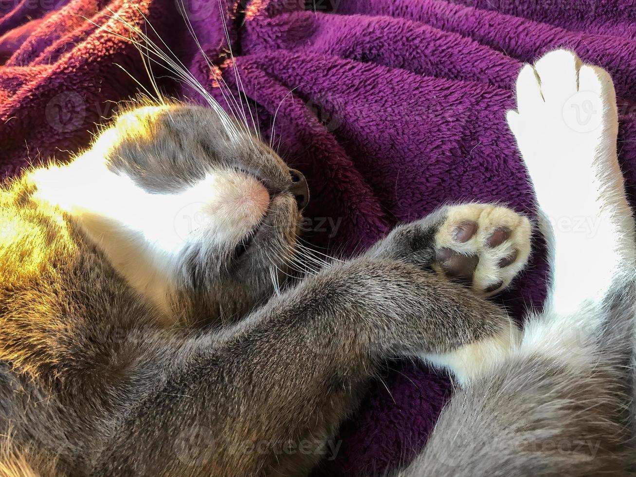 gatto bianco grigio sdraiato su una coperta 8 foto