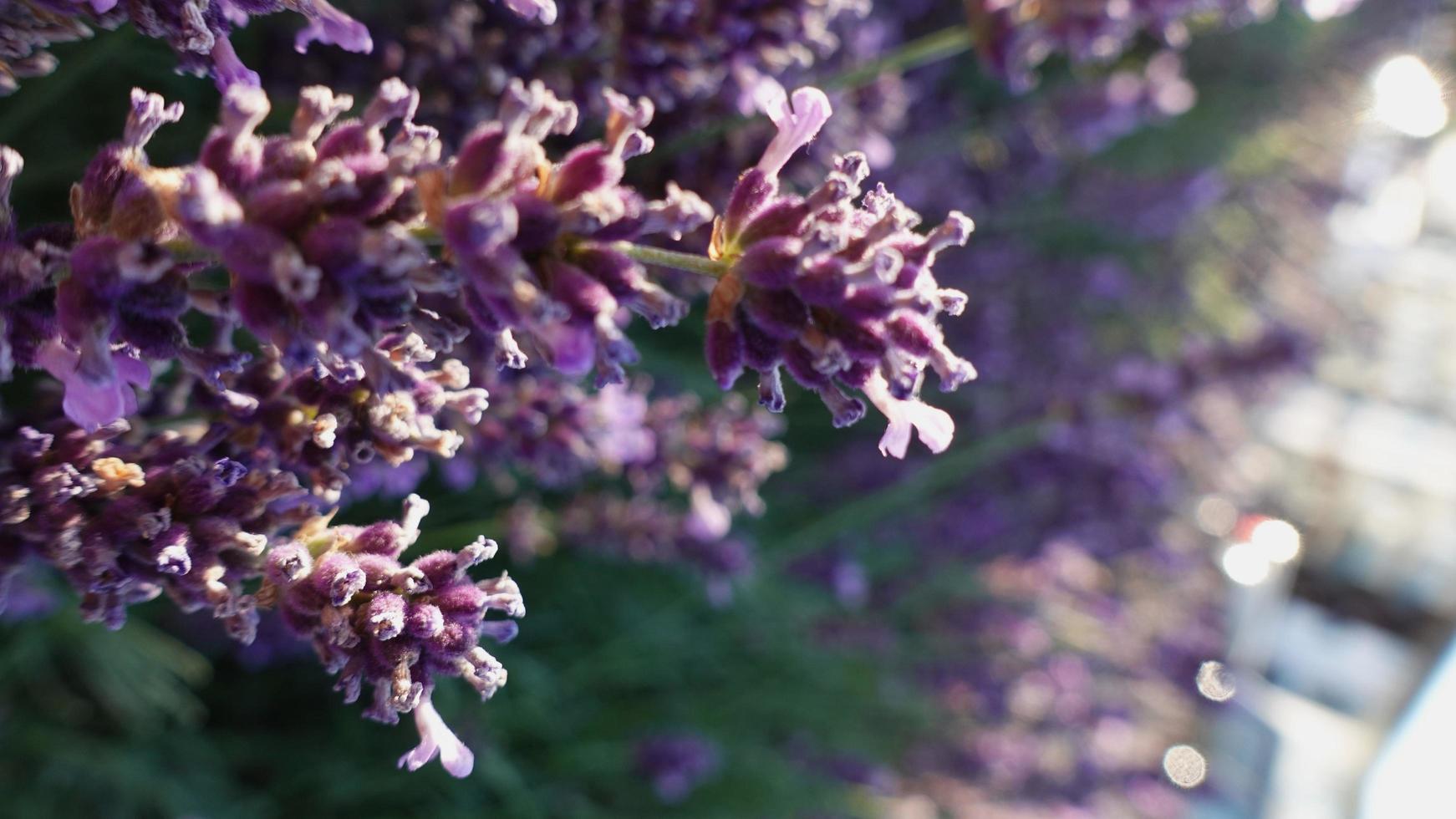 lavanda, primo piano viola del fiore dell'erba foto