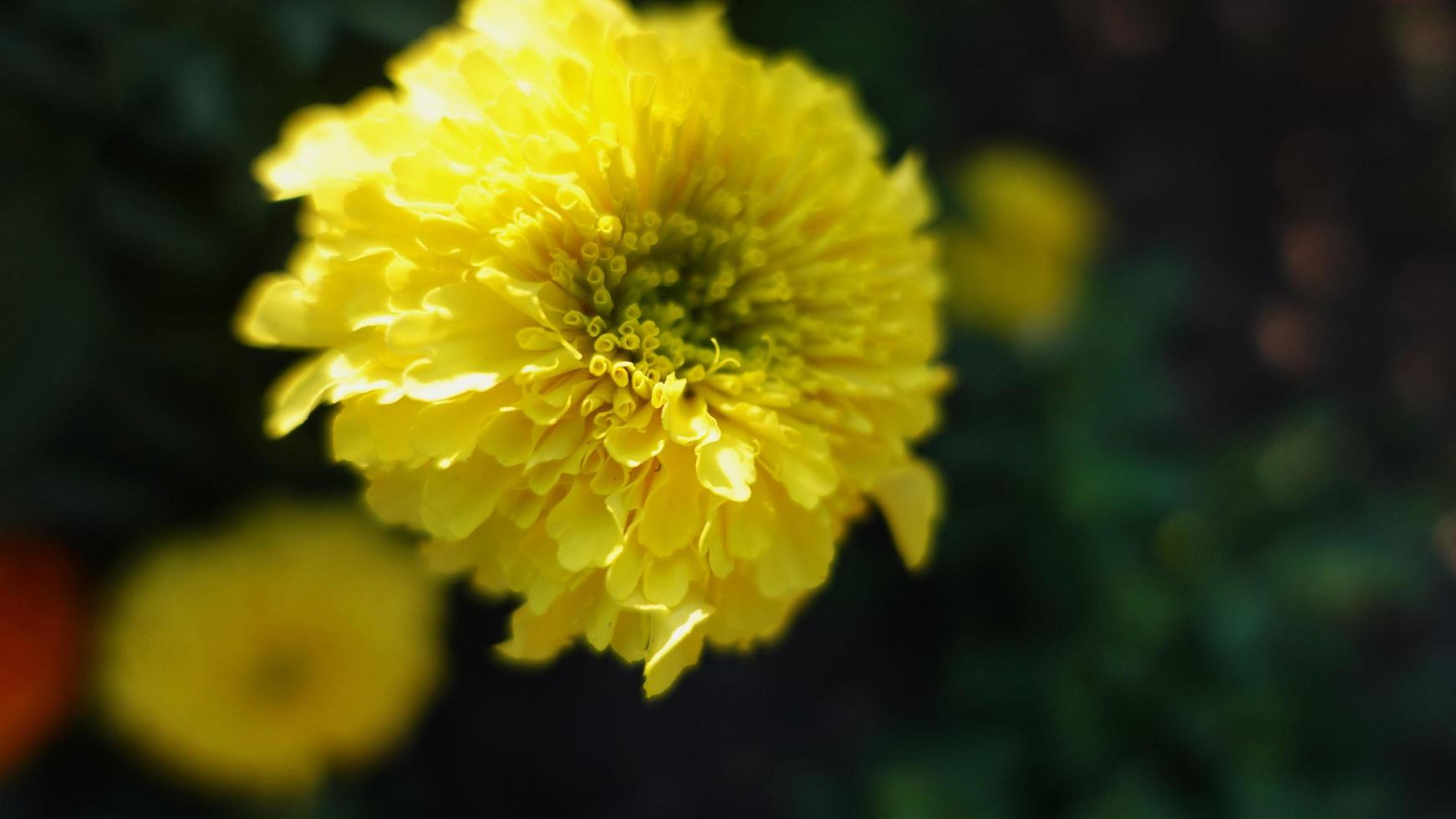 calendula gialla, primo piano del fiore del giardino foto