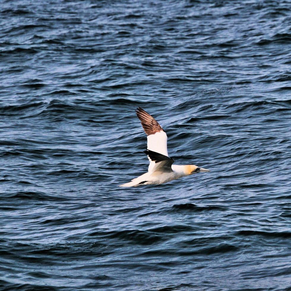 una vista di una sula alle scogliere di Bempton foto