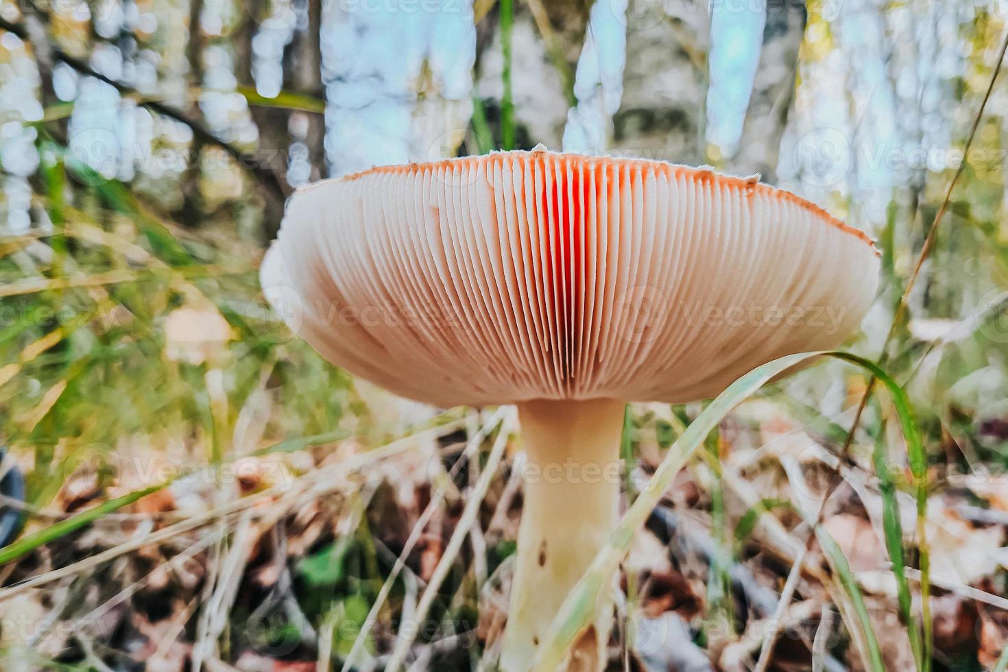 primo piano pericoloso del fungo dell'agarico di mosca. ingrediente per il microdosaggio con psilocibine. foto