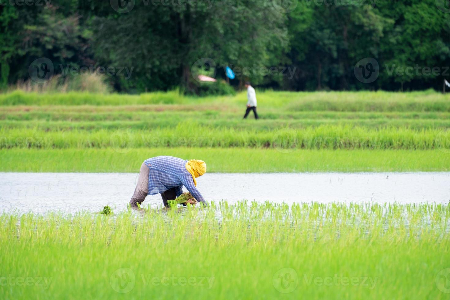 la contadina che pianta sul terreno agricolo di risone biologico sotto la pioggia foto