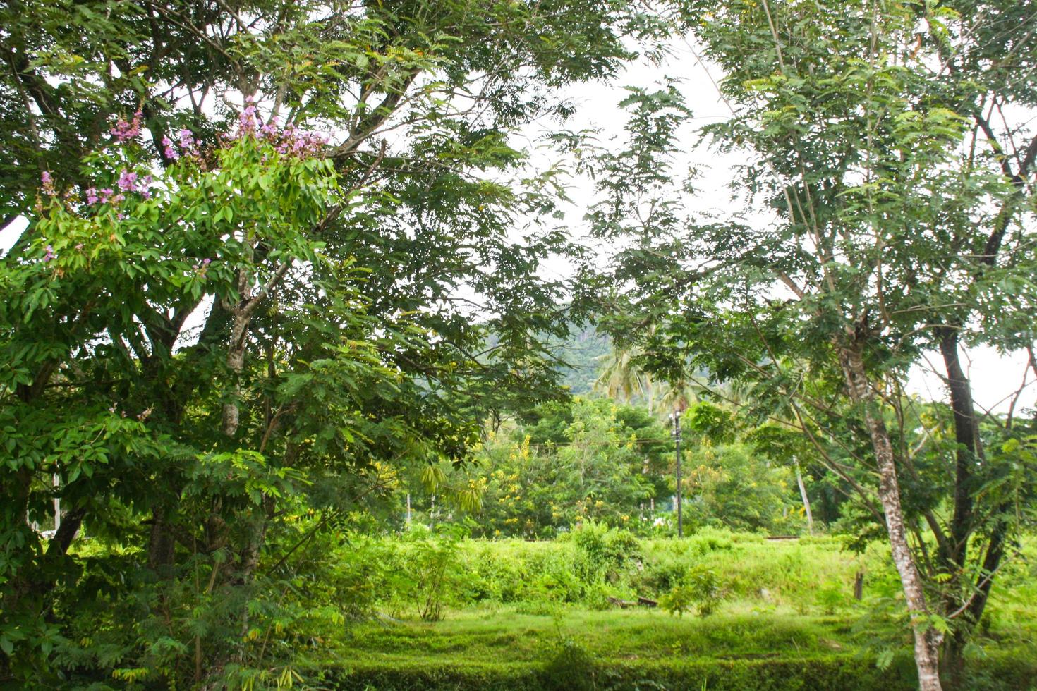 natura di bellezza di alta montagna a phaatthalung nel sud della tailandia foto