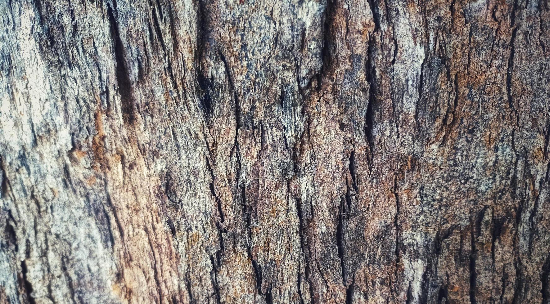 modello di struttura della corteccia. Il modello di corteccia è una struttura senza cuciture dall'albero. foto