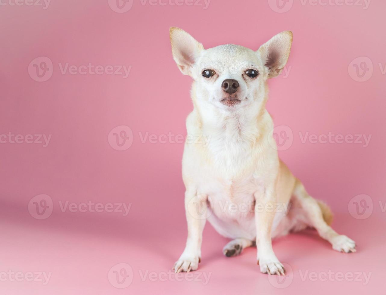 cane chihuahua a pelo corto marrone grasso, seduto su sfondo rosa con spazio per la copia, guardando la fotocamera, isolato. foto