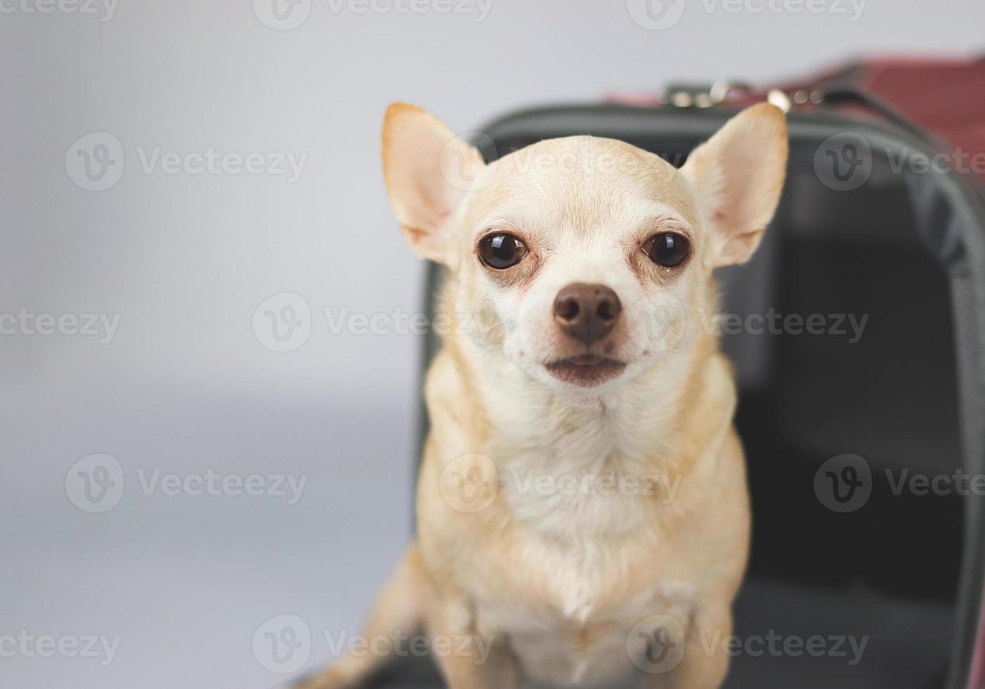 cane chihuahua marrone seduto e guardando la fotocamera davanti alla borsa per animali domestici del viaggiatore su sfondo bianco con spazio per la copia. viaggiare in sicurezza con gli animali. foto