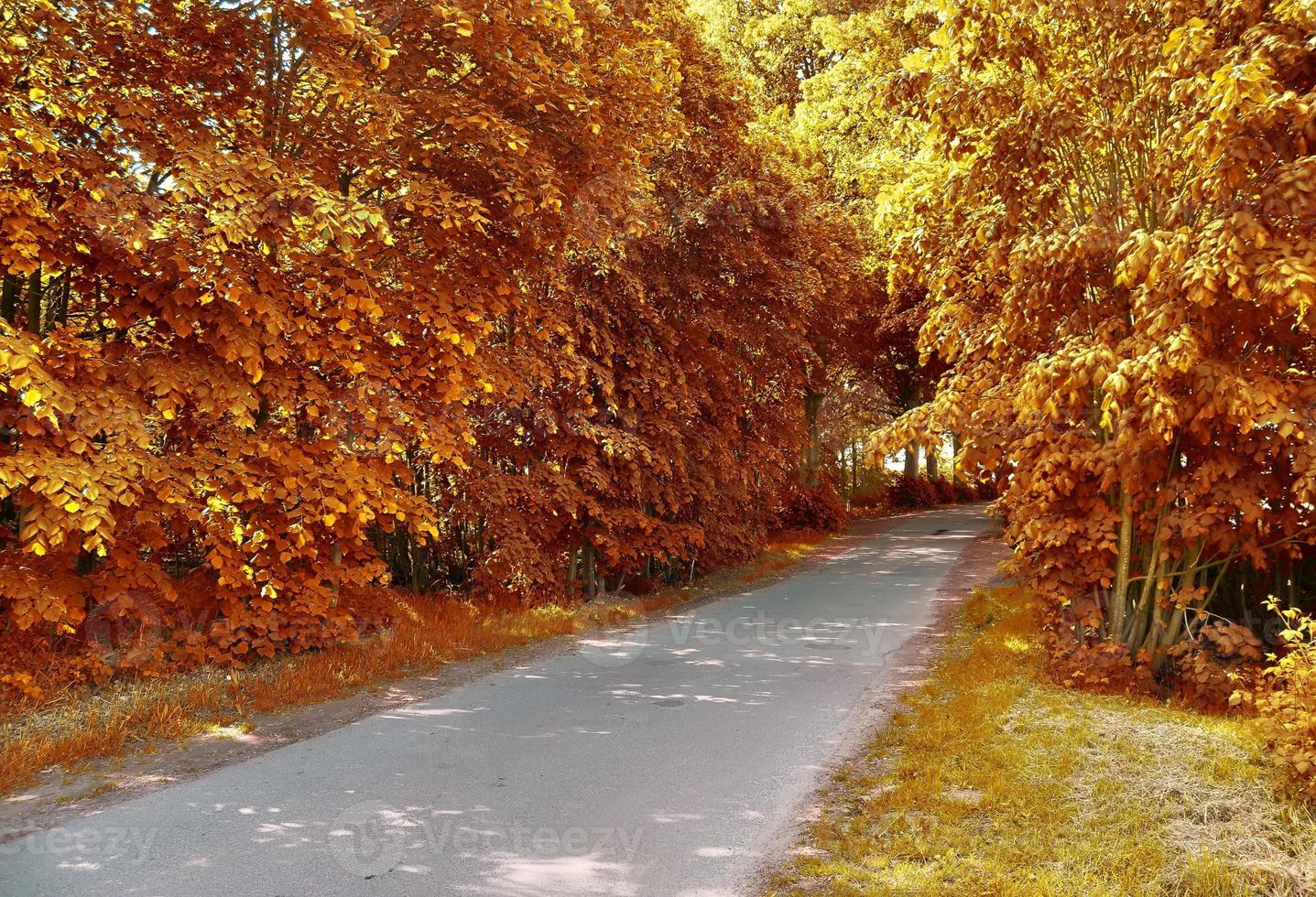 bella vista panoramica su un paesaggio autunnale dorato trovato in europa foto