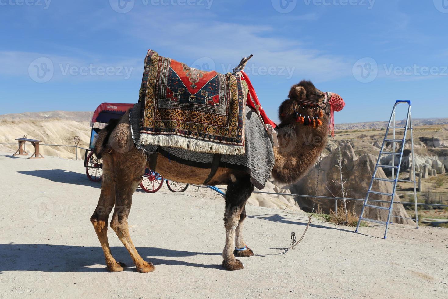 cammello innamorato valle, cappadocia, nevsehir, turchia foto