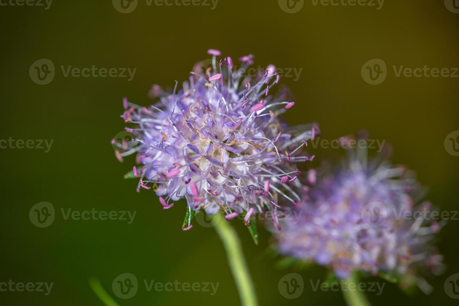 fotografia macro di fiori di campo di cardo globo nel giorno d'estate. coppia di fiori di campo viola echinops su sfondo verde in una giornata di sole primo piano foto. foto