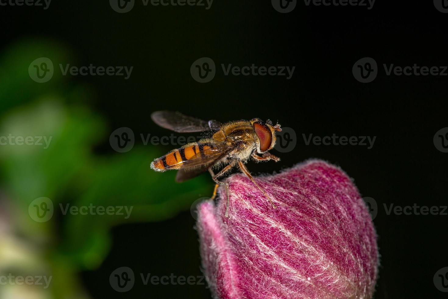 la marmellata di hoverfly raccoglie il polline sulla fotografia macro di fiori rosa. episyrphus balteaus insetto sulla fotografia del giardino di boccioli di fiori rossi. foto