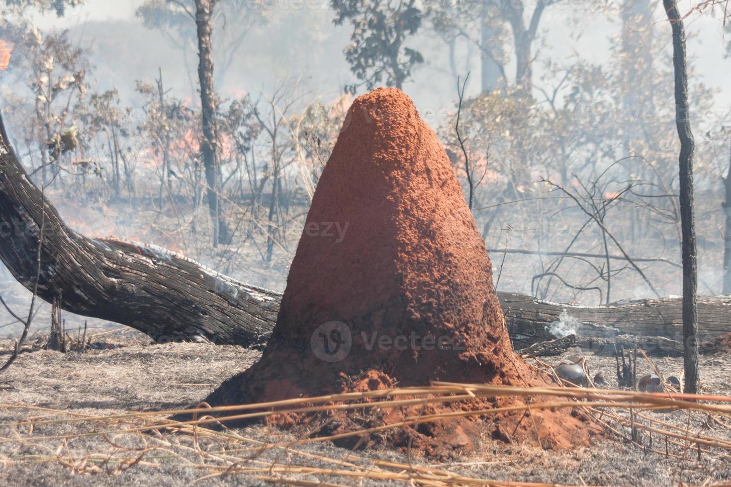 un incendio vicino alla riserva indiana di karriri-xoco e tuxa nella sezione nord-ovest di brasilia, brasile foto