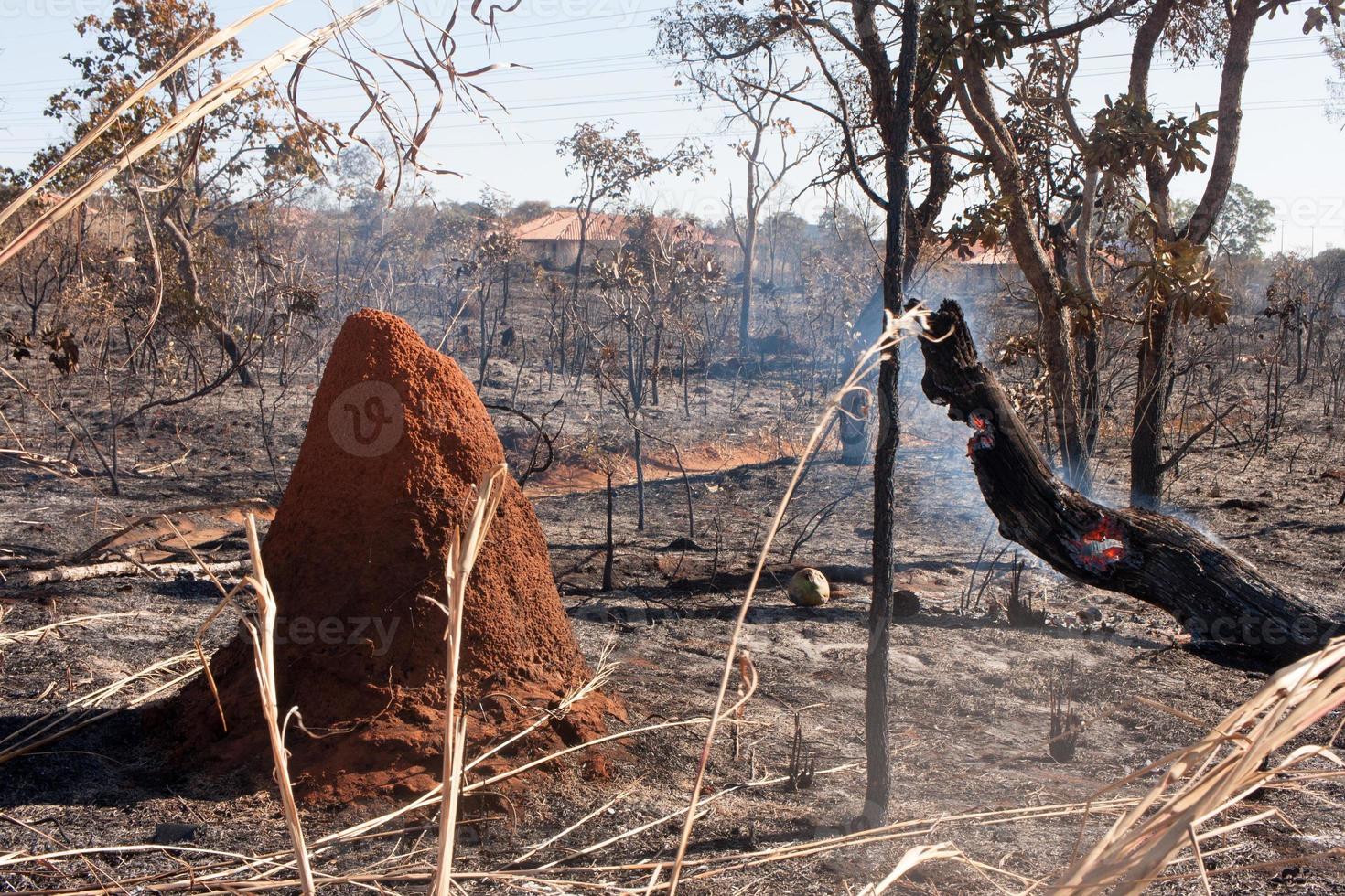 i resti carbonizzati di un incendio di sterpaglia forse incendio doloso vicino alla riserva indiana di karriri-xoco e tuxa nella sezione nord-ovest di brasilia, brasile foto