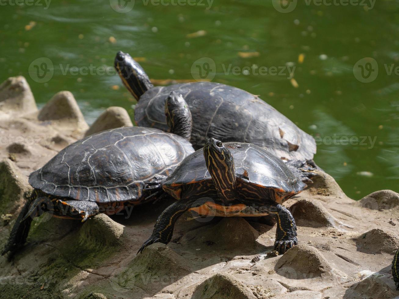 animali allo zoo foto