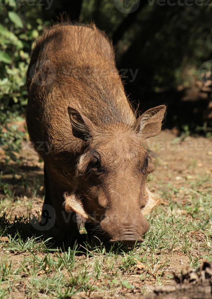 facocero nel parco nazionale sudafricano foto