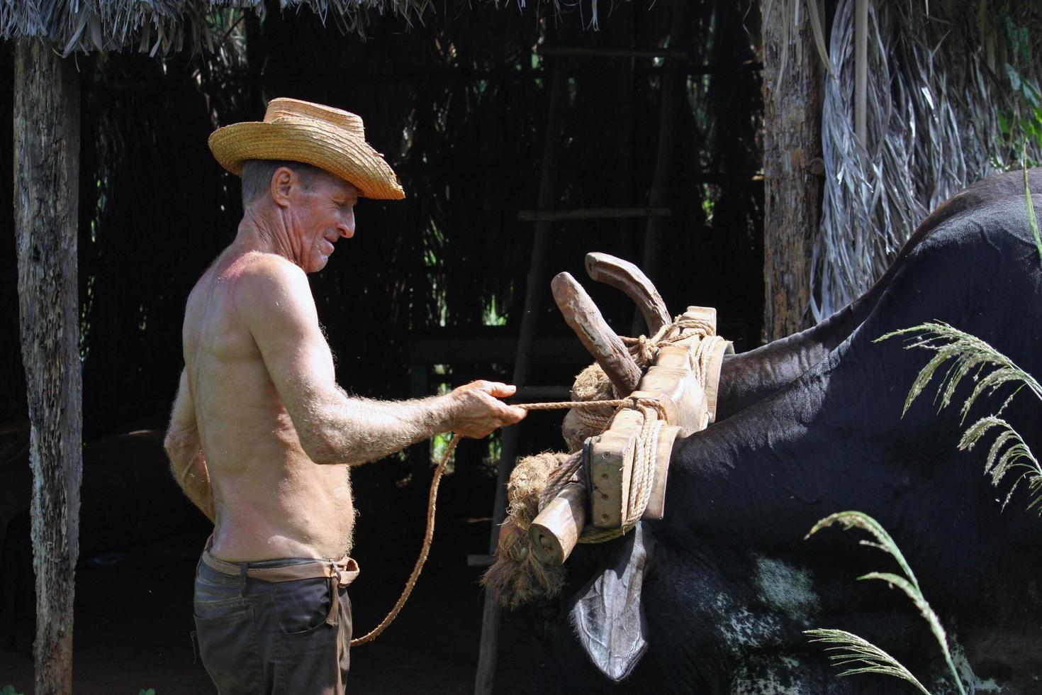 vinales, cuba - 17 luglio 2019 - un contadino vicino a vinales tende i suoi buoi vicino a una capanna nella sua fattoria. foto