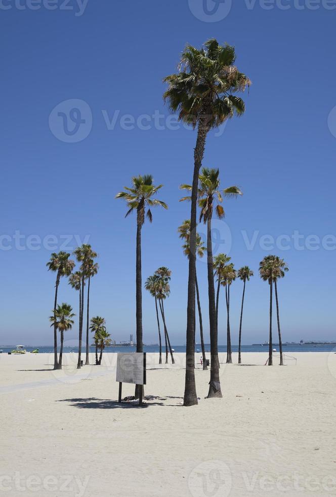 palme a Long Beach, California foto