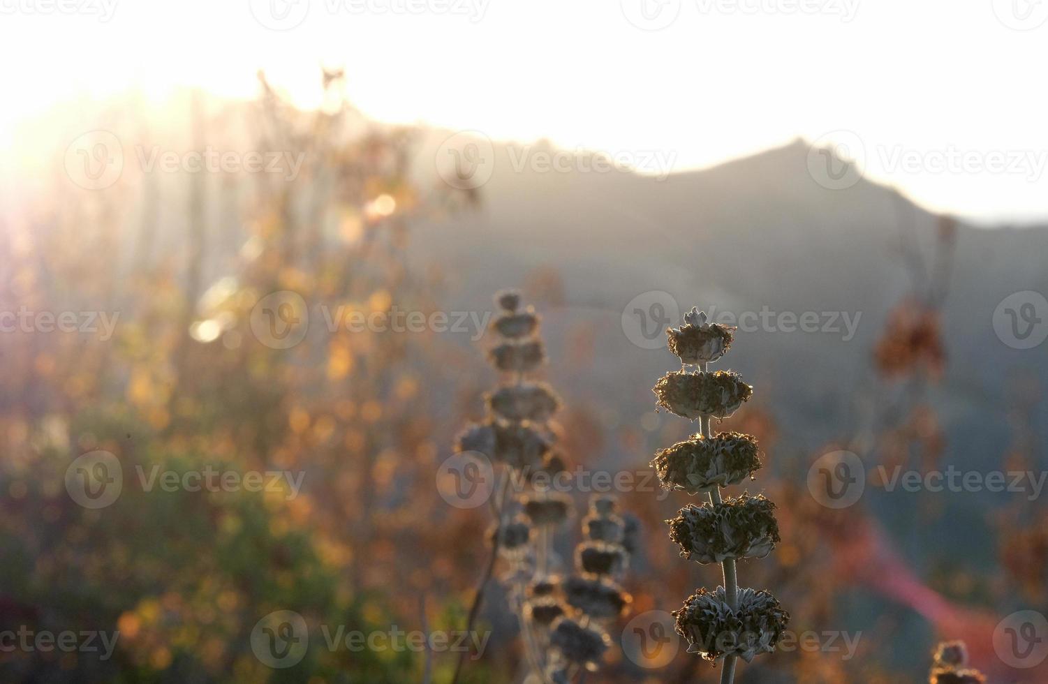 paesaggio del parco ed davis a towsley canyon - california, stati uniti foto