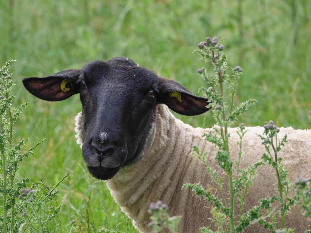 pecore in un campo in germania foto