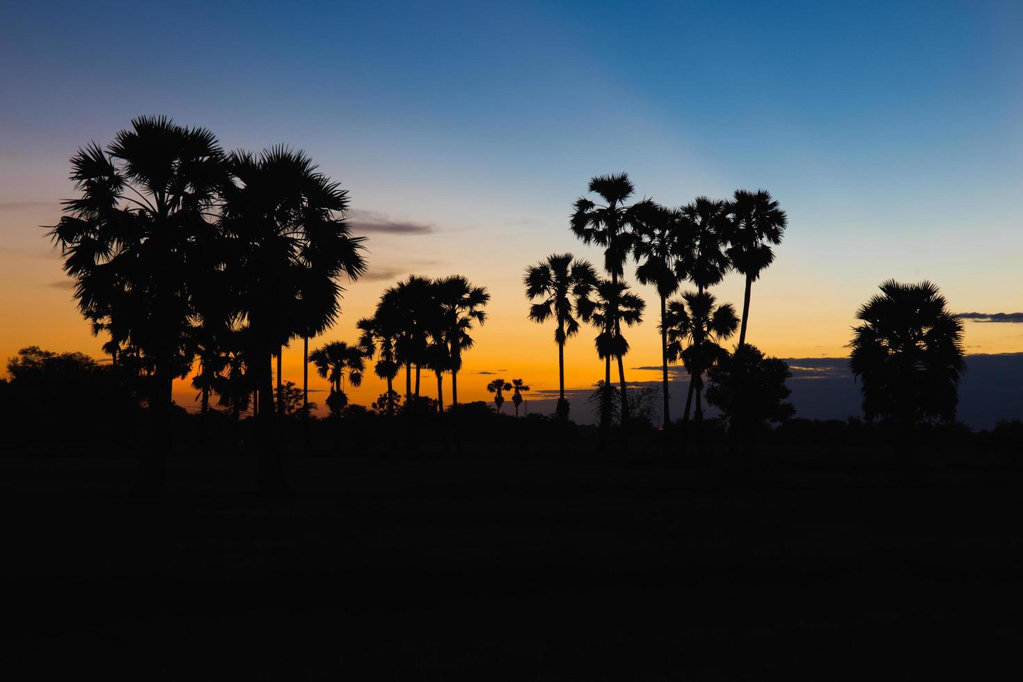 Silhouette di Toddy Palm al tramonto o al crepuscolo cielo blu dorato retroilluminazione in jasmine campo di riso campagna thailandia foto