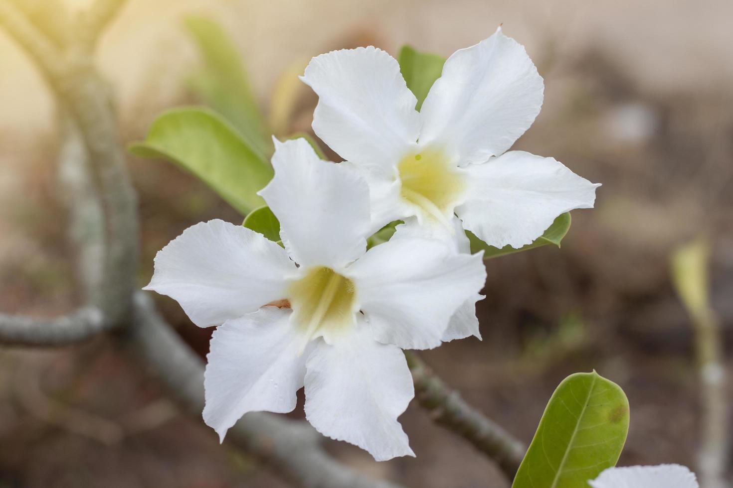 fresca rosa del deserto bianca, finta azalea, pinkbignonia o impala fiori di giglio sbocciano con la luce del sole su sfocatura dello sfondo della natura. foto