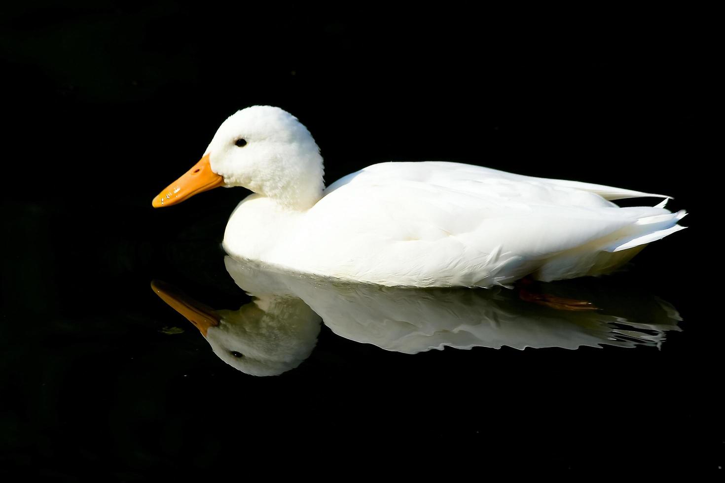 anatra bianca sul Mar Nero foto