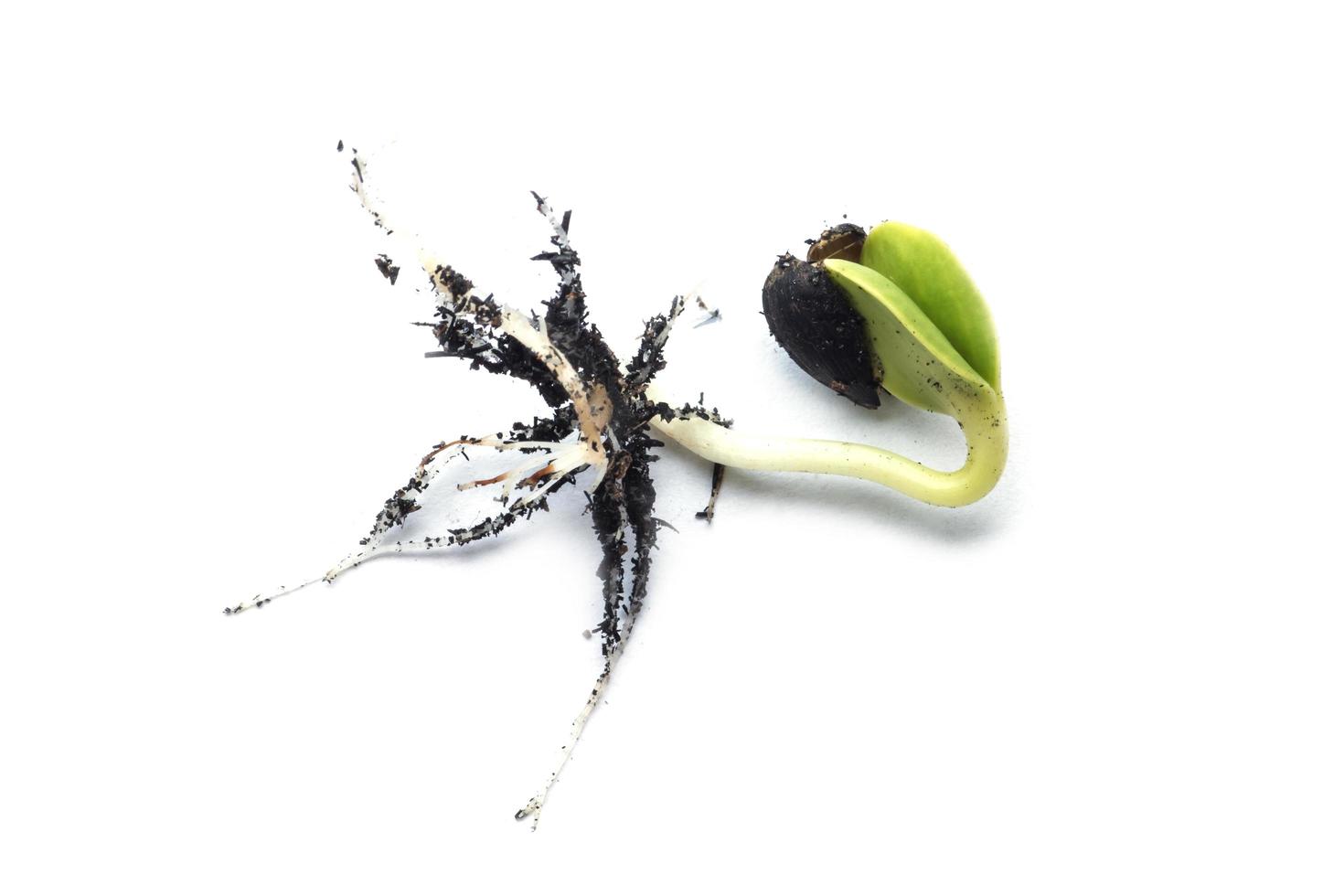 seme di girasole del corridore di germinazione foto