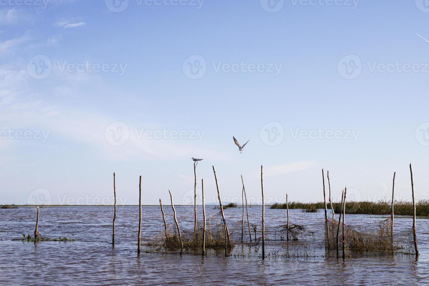 thale noi, phatthalung, tailandia foto