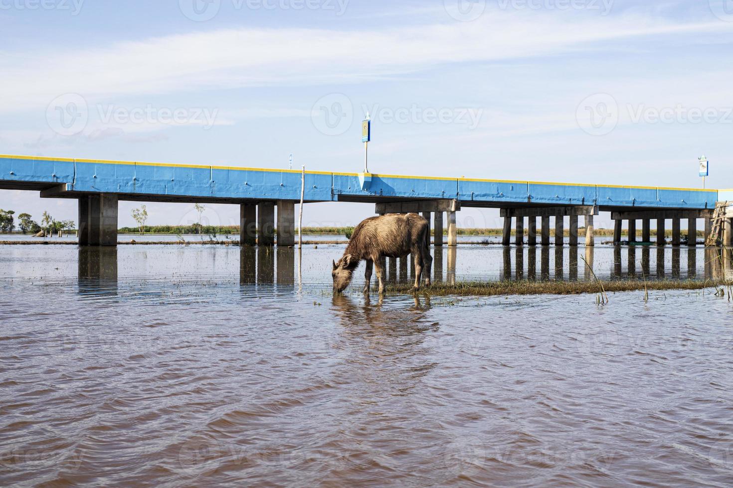 thale noi, phatthalung, tailandia foto