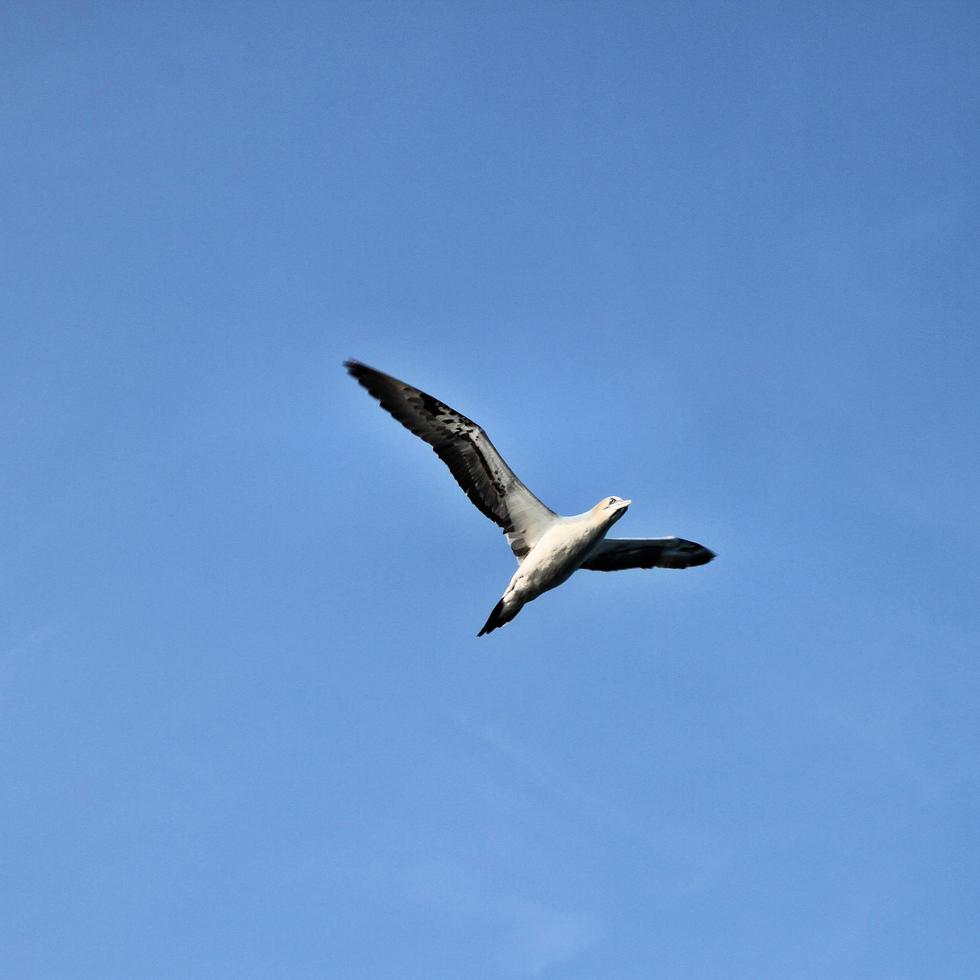 una vista di una sula alle scogliere di Bempton foto