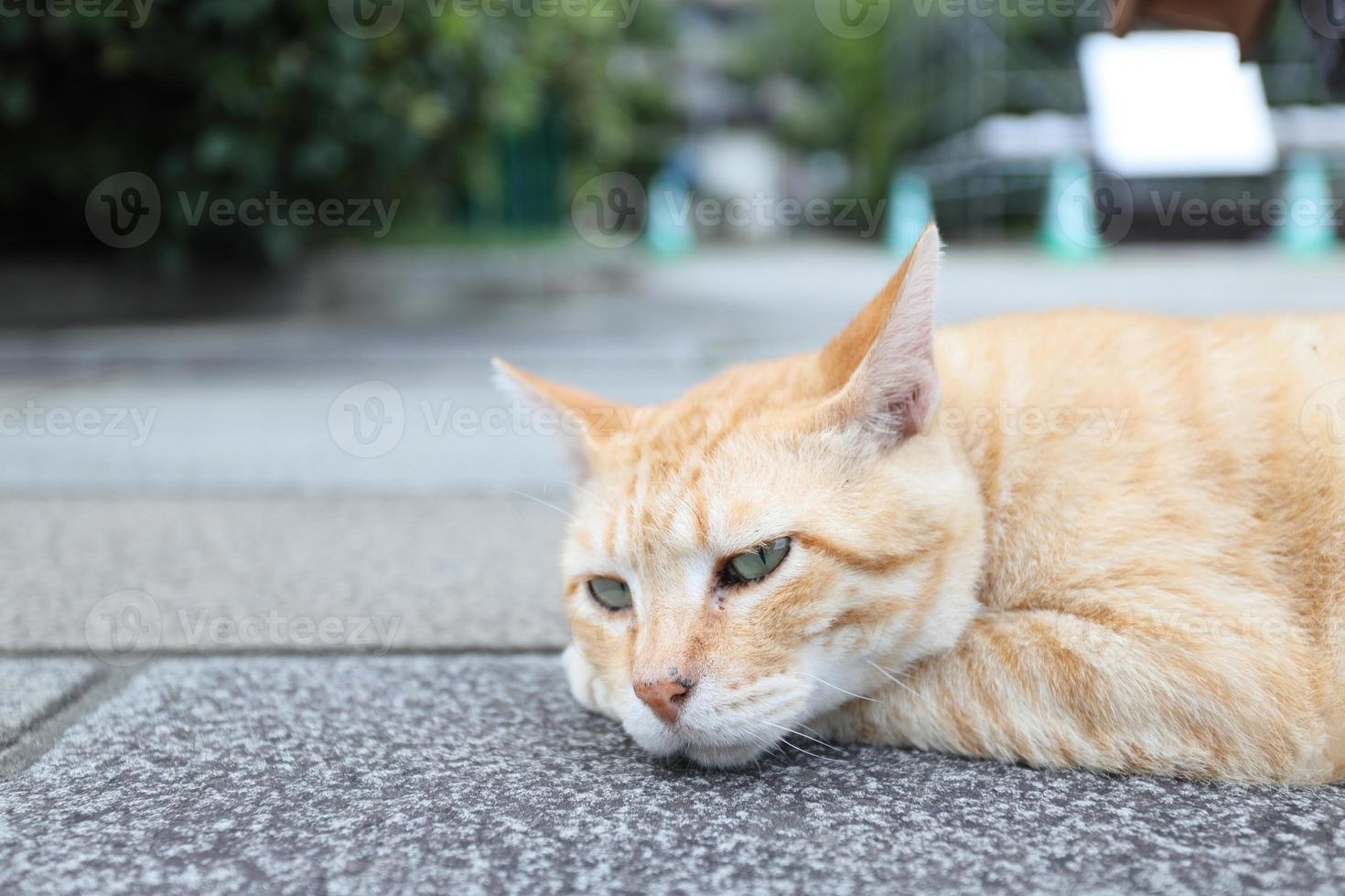 gatto randagio che dorme foto