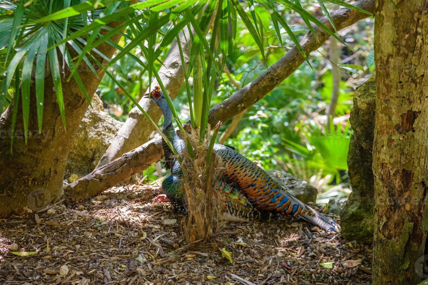 femmina di pavone indiano nella foresta della giungla tropicale, playa del carmen, riviera maya, yu atan, messico foto