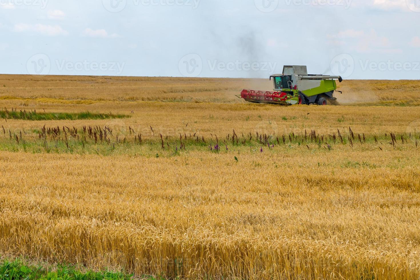 la moderna mietitrice pesante rimuove il pane di grano maturo nel campo. lavoro agricolo stagionale foto