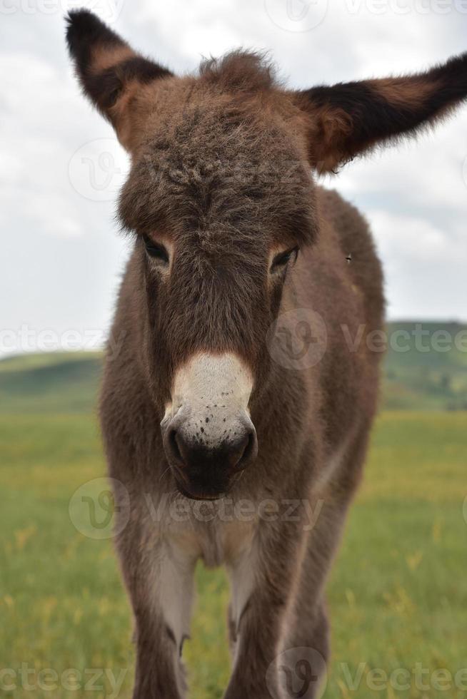 adorabile baby burro marrone in piedi in un prato foto