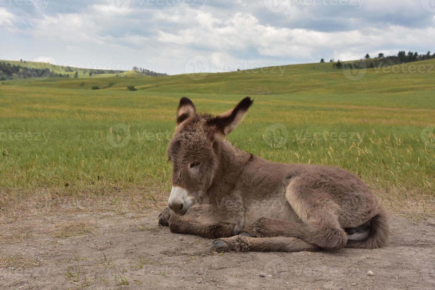 adorabile giovane asino che dorme in un grande campo foto