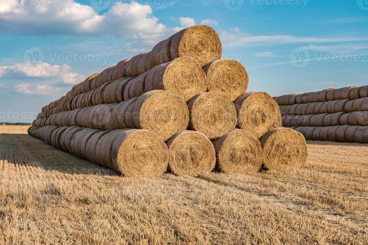 enorme mucchio di paglia di balle di fieno rotolare tra il campo raccolto. lettiera del bestiame foto