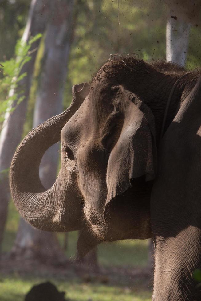 elefante asiatico a surin, tailandia foto