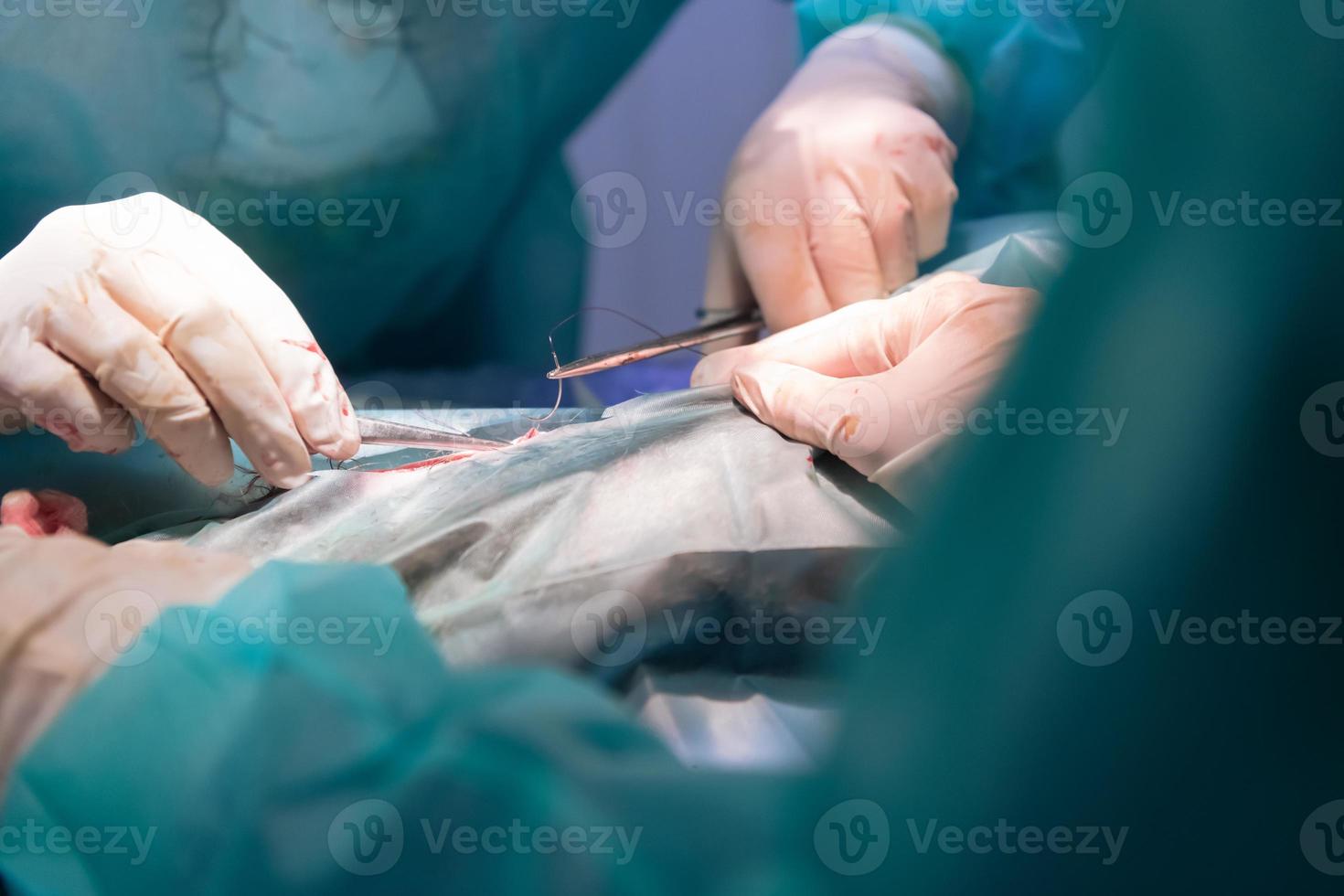 un team di chirurghi e veterinari che esegue un'operazione di castrazione o sterilizzazione su un gatto in un ospedale per animali. foto