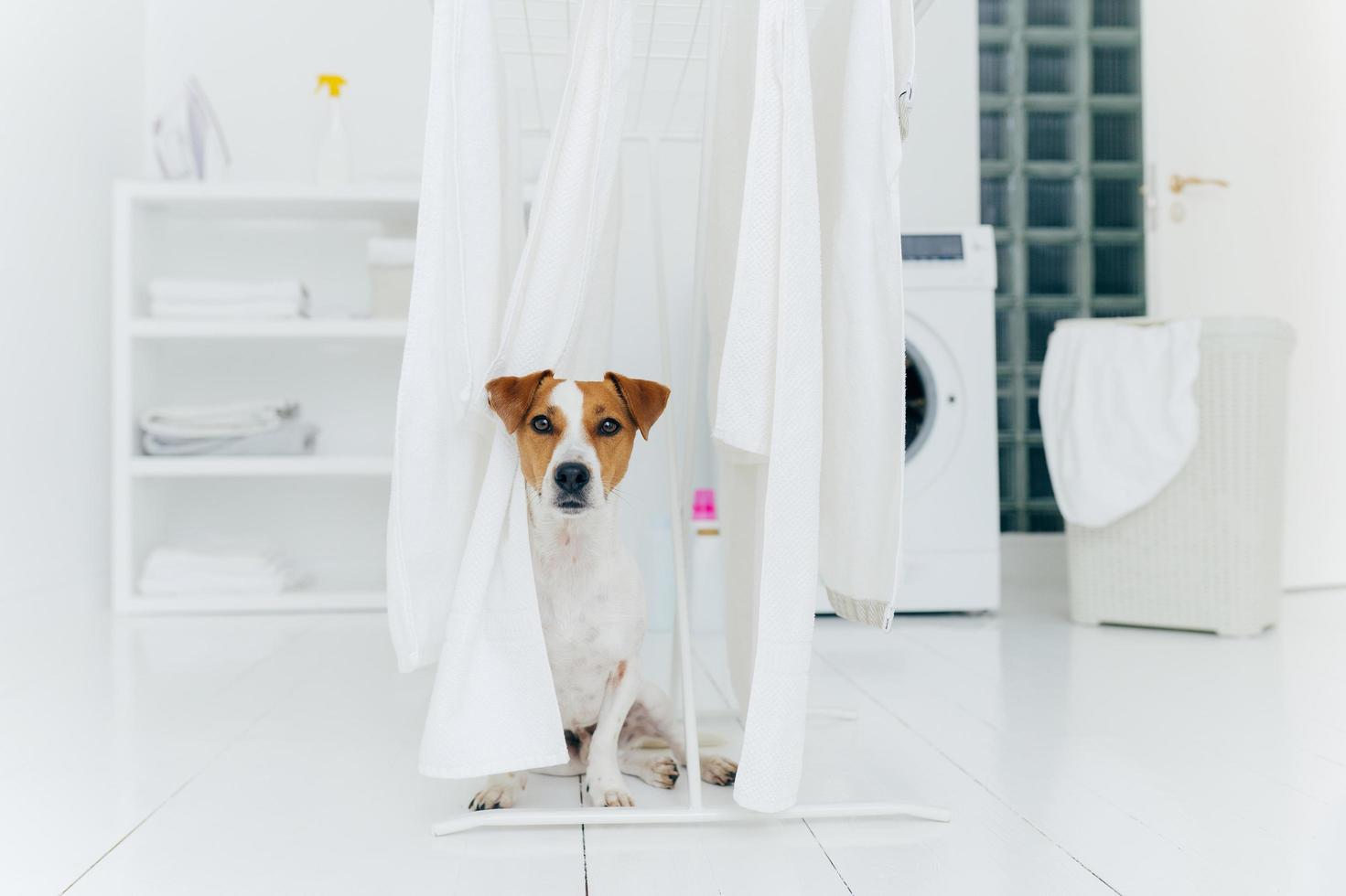Jack russell terrier cane posa tra asciugamani bianchi appesi all'asciugatrice nella stanza di lavaggio. lavatrice e cesto della biancheria in background. foto