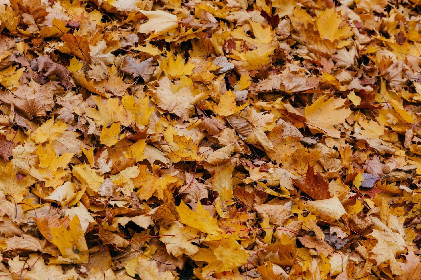 trama, sfondo o motivo. foglie d'acero gialle autunnali a terra. fogliame arancione. ottobre o novembre. ambiente foto
