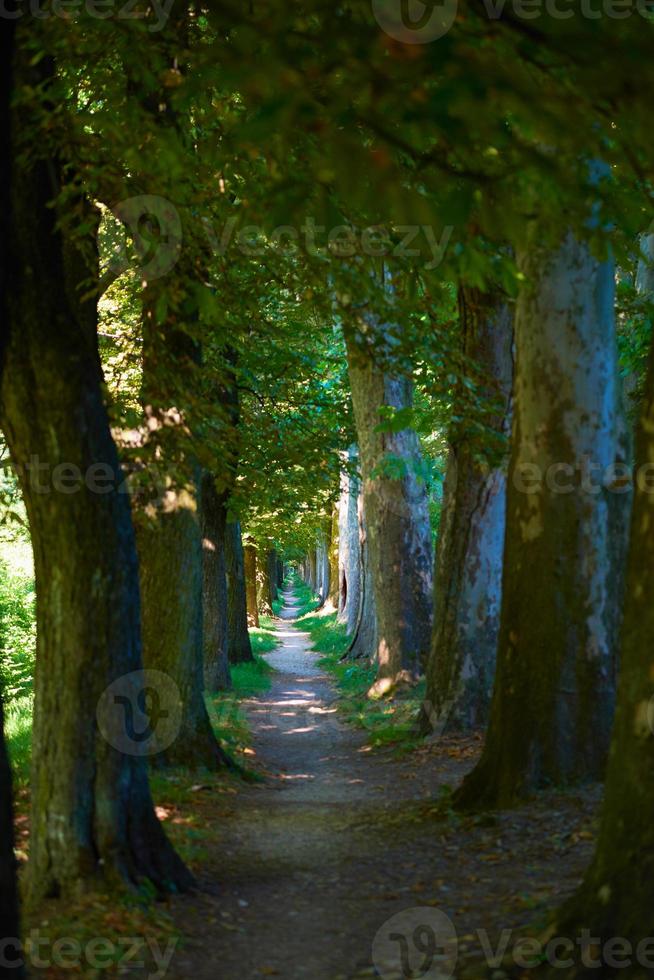 strada di campagna attraverso un vicolo alberato foto