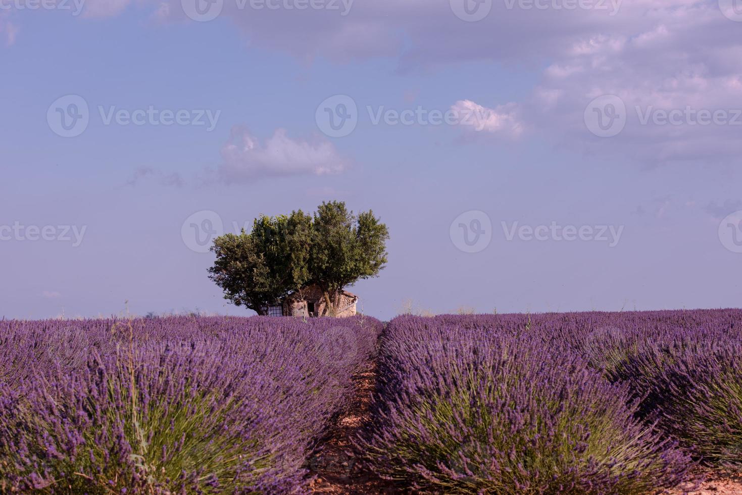 campo di fiori di lavanda viola con albero solitario foto